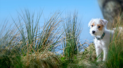 Kleiner Parson Russell Terrier Welpe steht zwischen Gräsern am blauen Wasser.  - 491825967