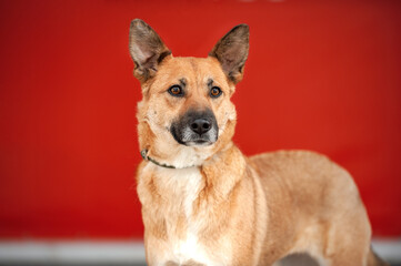 red kind small dog on a red background