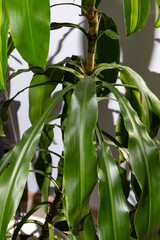 Dracaena, large houseplant in the office next to the window