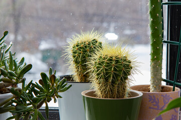 Two small potted cactus , planted indoor near window.