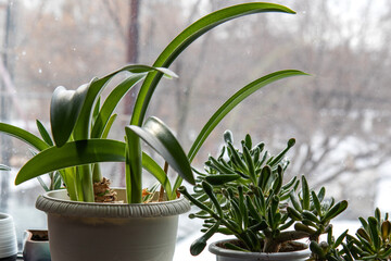 Tropical houseplants in pots on the window