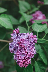 Bunch of purple flowering lilac. Close up macro photo. Selective focus on opened blooming flower. Green foliage on background. Spring season. Copy space.