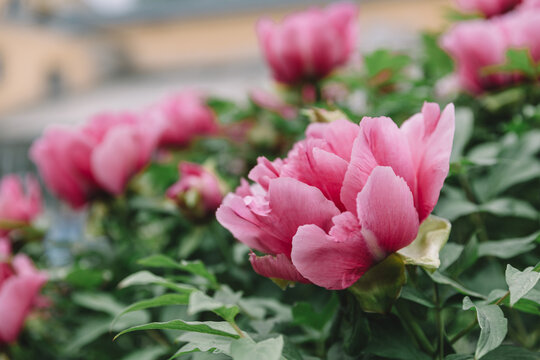 Flowering pink tree peony. Selective focus on blooming flower. Spring season. Close up macro photo.