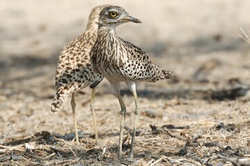 Kaptriele (Burhinus capensi), Spotted Thick-knee, in Namibia.