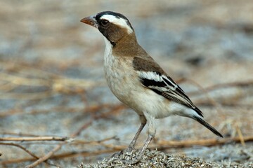 Ein Mahaliweber (Plocepasser mahali), White-browed Sparrow-Weaver, in Namibia.