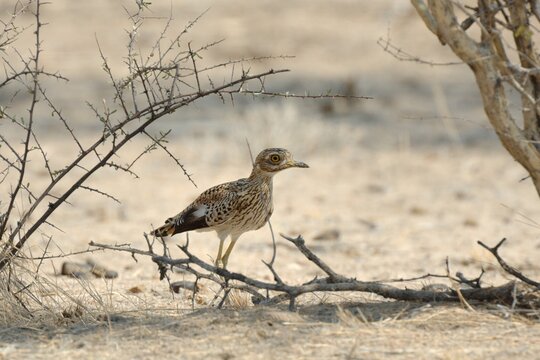 Ein Kaptriel (Burhinus capensi), Spotted Thick-knee, in Namibia.