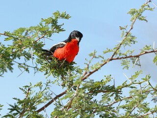 Ein Rotbauchwürger (Laniarius atrococcineus), Crimson-breasted Shrike, in Namibia.