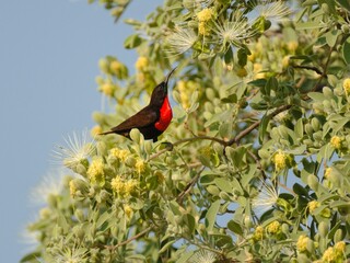 Rotbrust-Glanzköpfchen (Chalcomitra senegalensis), Nectarinia senegalensis, in einem Blütenbaum, Namibia.