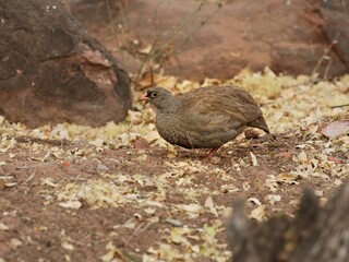 Rotschnabelfrankolin (Pternistis adspersus), Red-billed spurfowl, am Boden, Namibia.