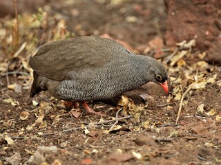Rotschnabelfrankolin (Pternistis adspersus), Red-billed spurfowl, am Boden, Namibia.