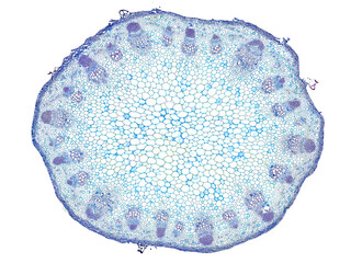 cross section cut slice of plant stem under the microscope – microscopic view of plant cells for...