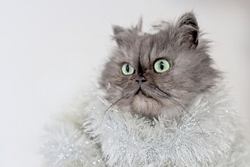 Fototapeta premium Cute persian cat wear a tinsel and looking away.