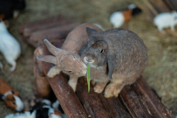 rabbit eating grass with bokeh background, bunny pet, holland lop