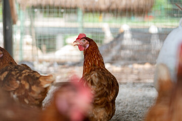 chicken in the coop, hen at farm