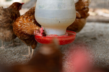 chicken in the coop, hen at farm © waranyu