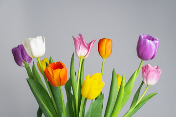 Obraz premium Bright violet yellow orange and white tulips flowers on gray background. Flat lay. Selective focus