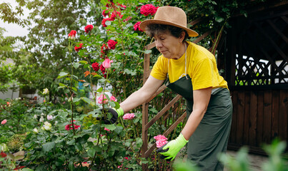 Portrait of a Senior woman gardener in a hat working in her yard with roses. The concept of gardening, growing and caring for flowers and plants.