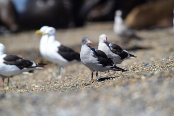 Dolphin Gull perched on a beach, Patagonia, Argentina.