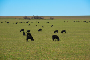 Cattle grazing in pampas countryside, La Pampa, Argentina.