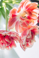 Delicate pink tulips. Selective soft focus.