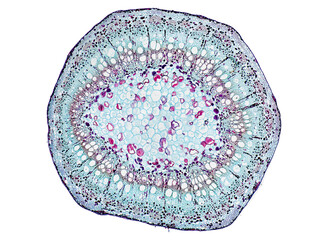 cross section cut slice of plant stem under the microscope – microscopic view of plant cells for...