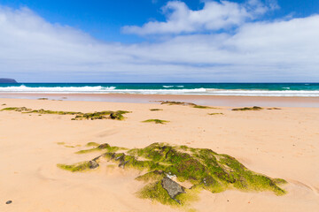 Wet coastal stones with green seaweed on empty sandy beach of Porto Santo island, Madeira archipelago, Portugal