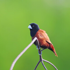 Chestnut Munia (Lonchura atricapilla) on a branch Green background