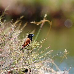 Chestnut Munia (Lonchura atricapilla) in thailand