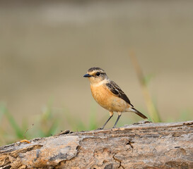 beautiful females Eastern Stonechat (Saxicola stejnegeri) standing on ground