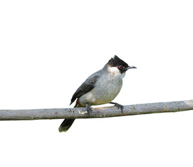 streak-eared bulbul on branch isolated on white background 