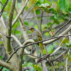 Fototapeta premium Bird (Stripe-throated Bulbul) on a branch
