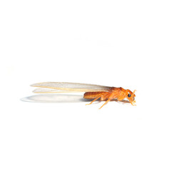 Termite isolated on white background