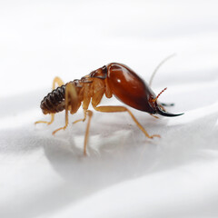 Termites eating the house