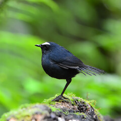 Brown shortwing bird, female White-browed Shortwing (Brachypteryx montana), standing on the log, breast profile