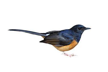 White-Rumped Shama on isolated white background