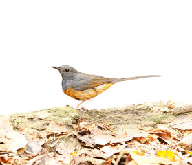 White-Rumped Shama on isolated white background