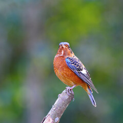Bird White-throated Rock Thrush on a branch