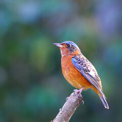 Bird White-throated Rock Thrush on a branch