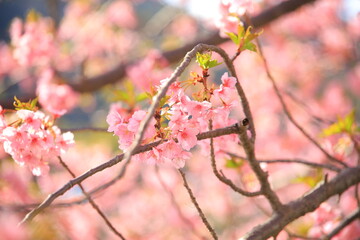 河津桜