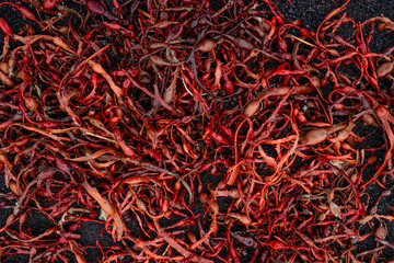 Wet with water drops tropical seaweed got offshore at the volcanic black sand beach as a background and texture, closeup, details.