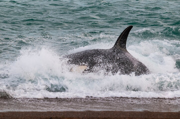 Fototapeta premium Killer whale hunting sea lions,Peninsula Valdes, Patagonia Argentina