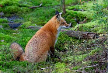Red fox with a bushy tail walking in the forest in Algonquin Park , Canada in autumn