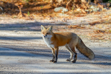 Red fox with a bushy tail walking in the forest in Algonquin Park , Canada in autumn