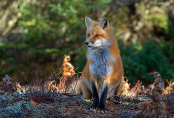 Naklejka na ściany i meble Red fox with a bushy tail resting in the forest in Algonquin Park , Canada in autumn