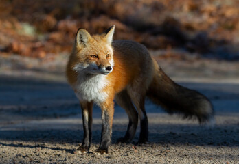 Naklejka na ściany i meble Red fox with a bushy tail walking in the forest in Algonquin Park , Canada in autumn