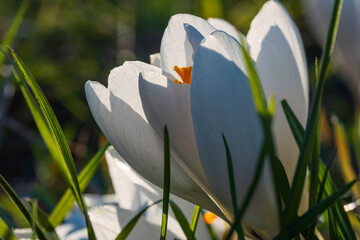 Close-up of a white flowering crocus against a blurred background in the evening backlight 