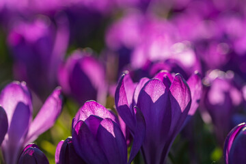 Close-up of a purple crocus in bloom against a blurred background in the evening
