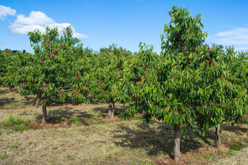 Fototapeta na wymiar View of an orchard with cherry trees full of ripe fruit in the Rheingau/Germany 