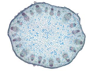 cross section cut slice of plant stem under the microscope – microscopic view of plant cells for botanic education
