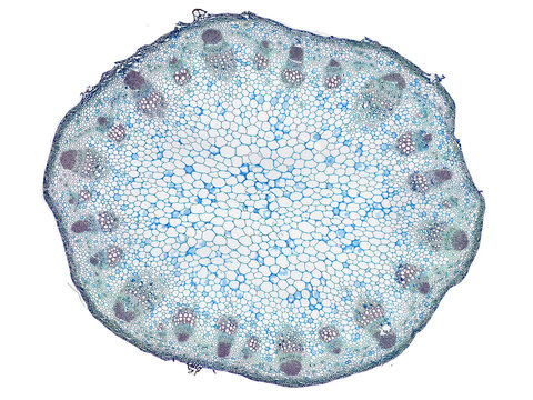 cross section cut slice of plant stem under the microscope &ndash; microscopic view of plant cells for botanic education